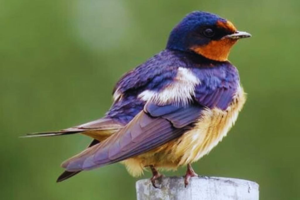 Barn Swallow