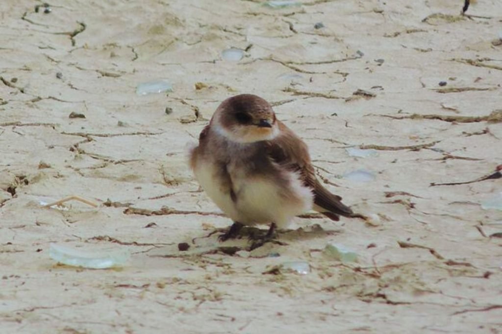 Pale Martin