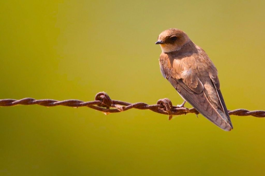 Grey-throated Martin