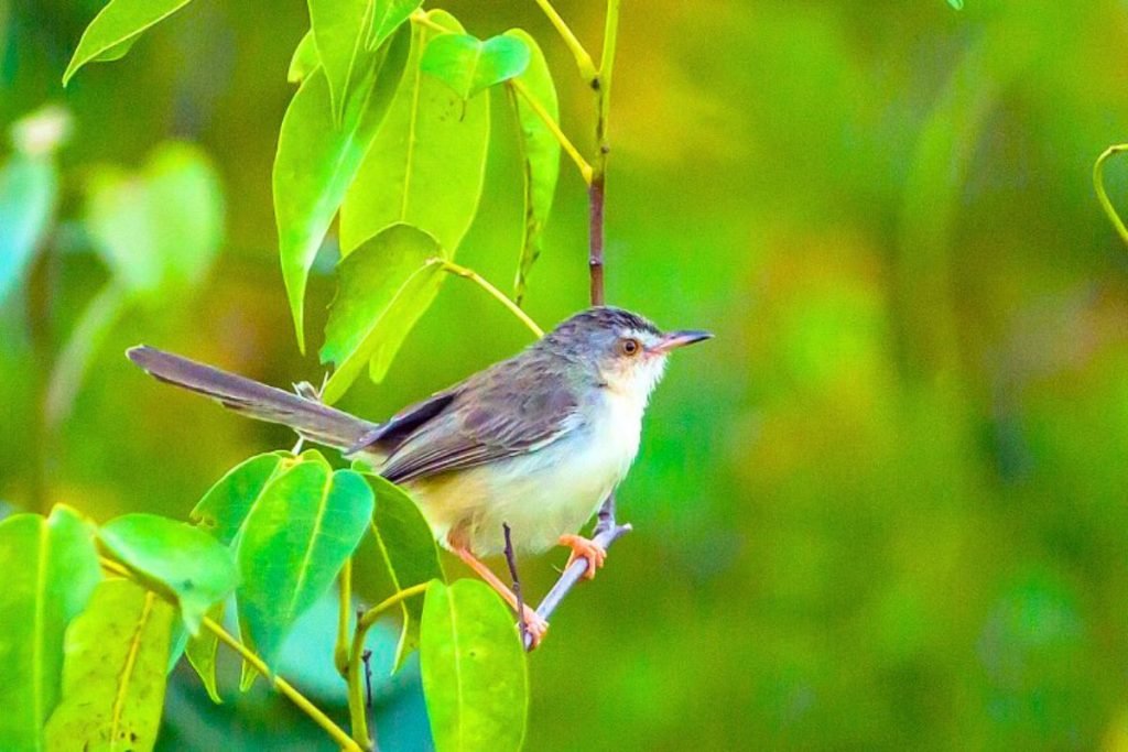 Plain Prinia
