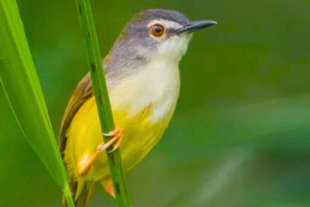 Yellow-bellied Prinia