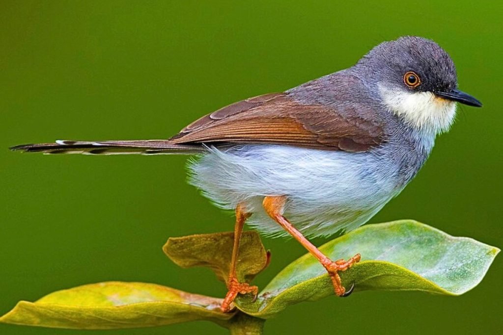 Grey-breasted Prinia