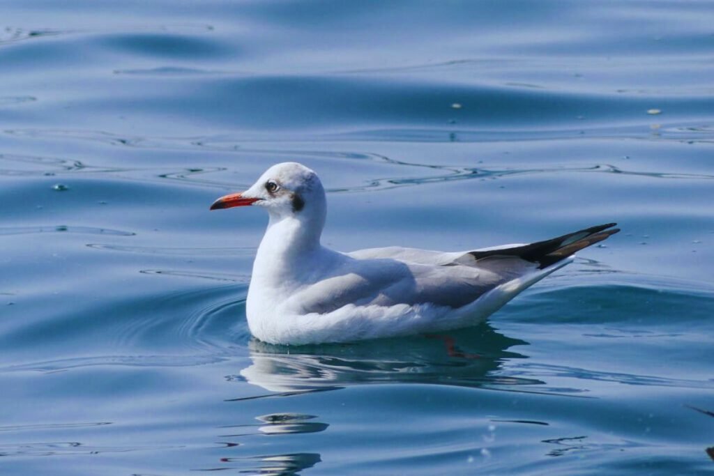 Brown-headed Gull