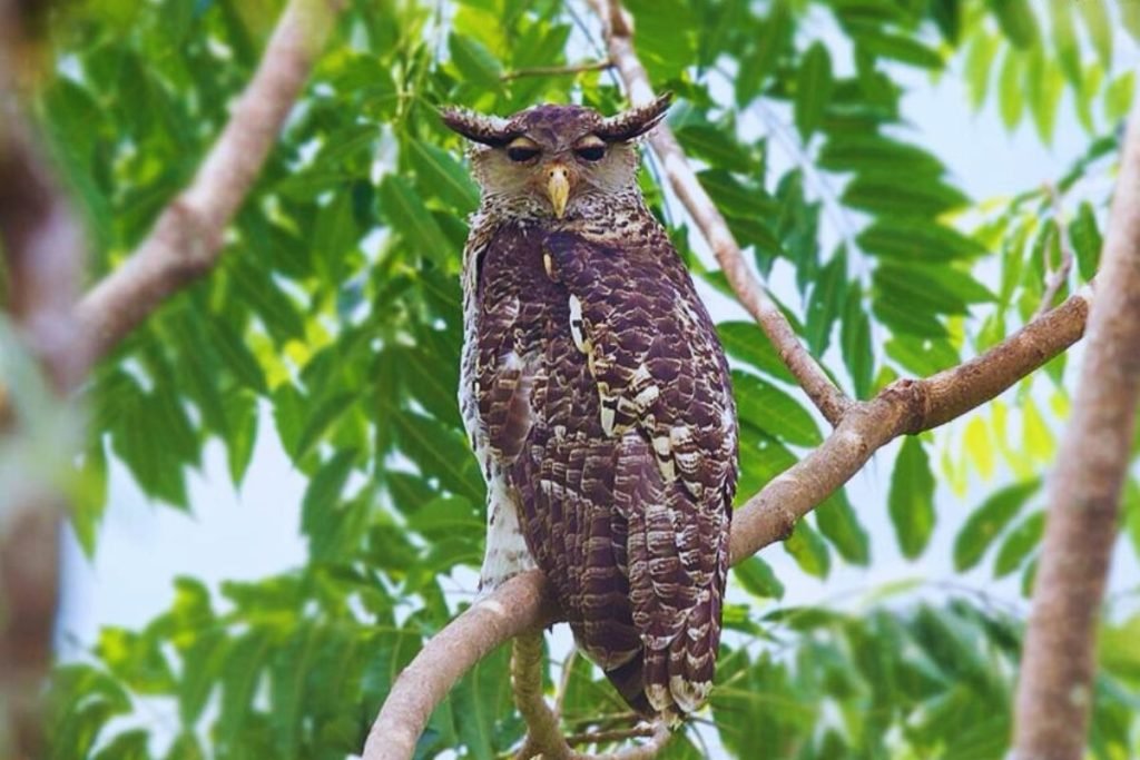Spot-bellied eagle owl