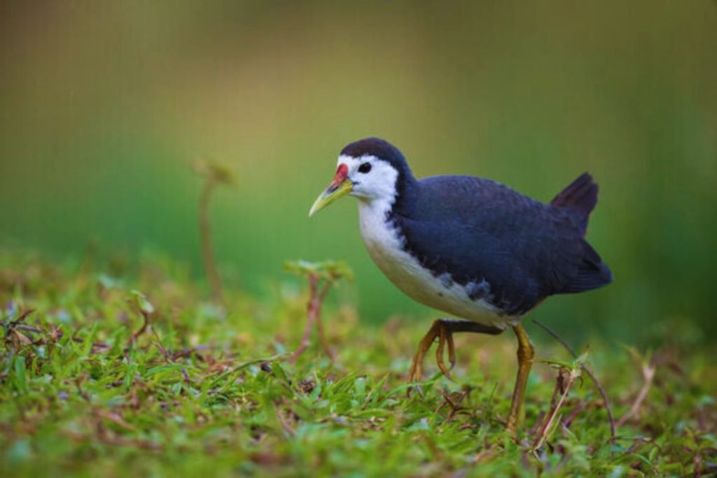 White-breasted Waterhen