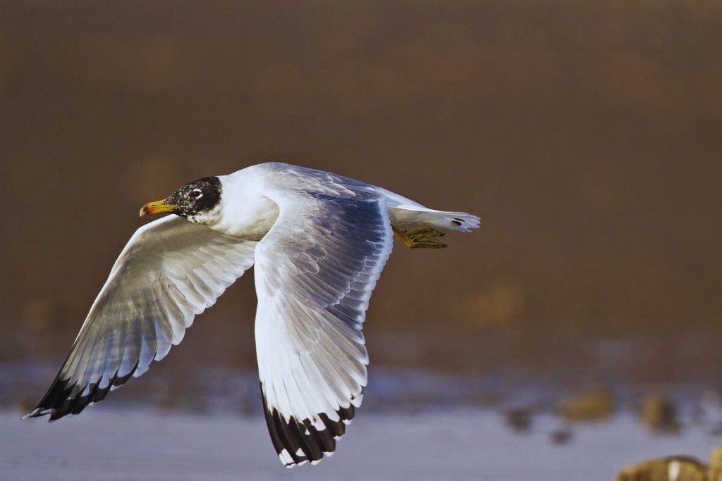 Pallas's Gull