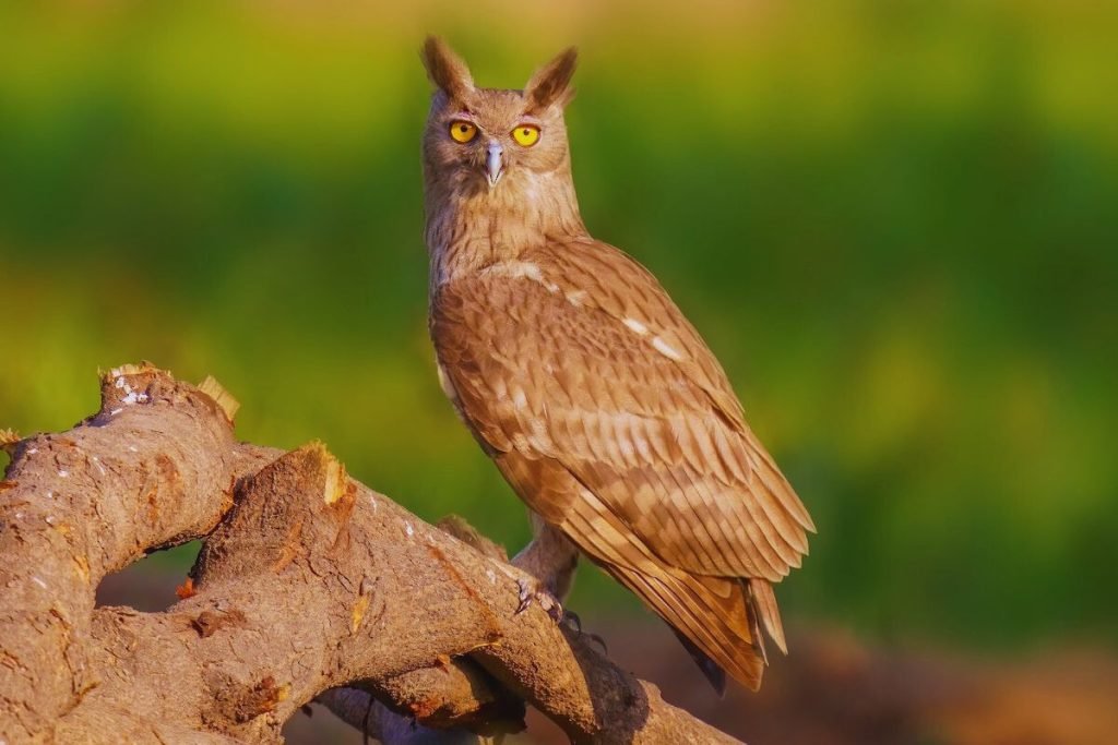 Dusky Eagle-Owl