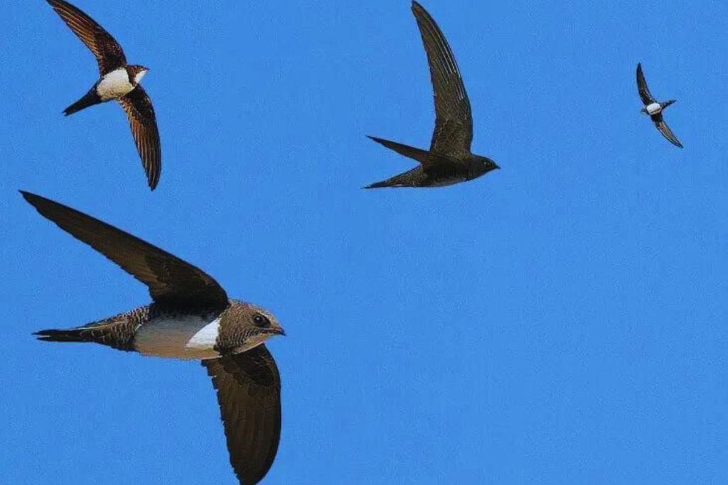 Alpine Swift