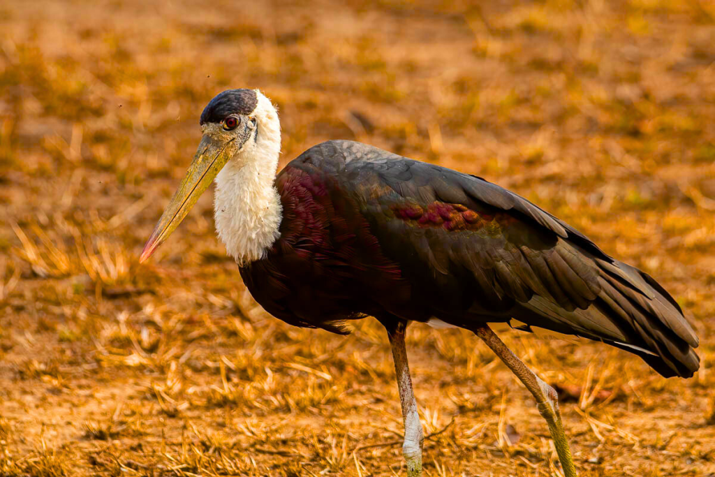 Asian Woolly-necked Stork