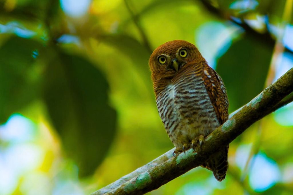 Jungle Owlet in Rajaji National Park