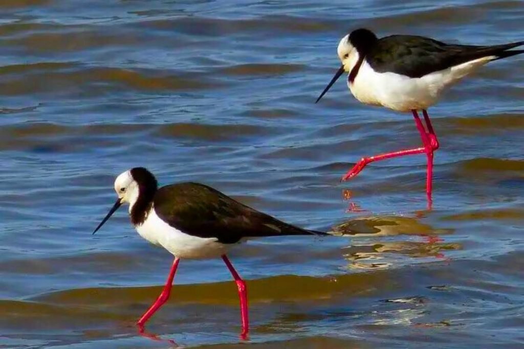 Black-winged Stilt