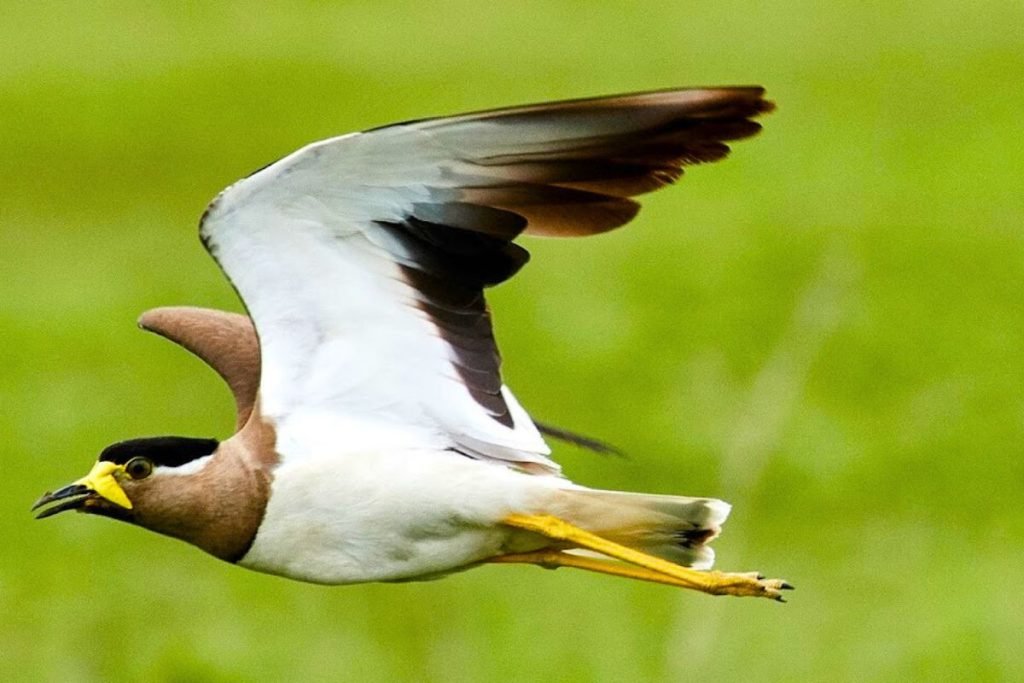 Yellow-wattled Lapwing 