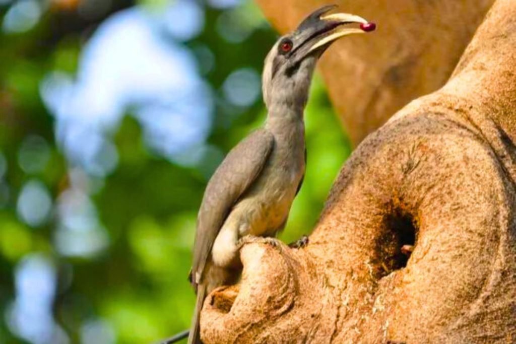 Indian Grey Hornbill