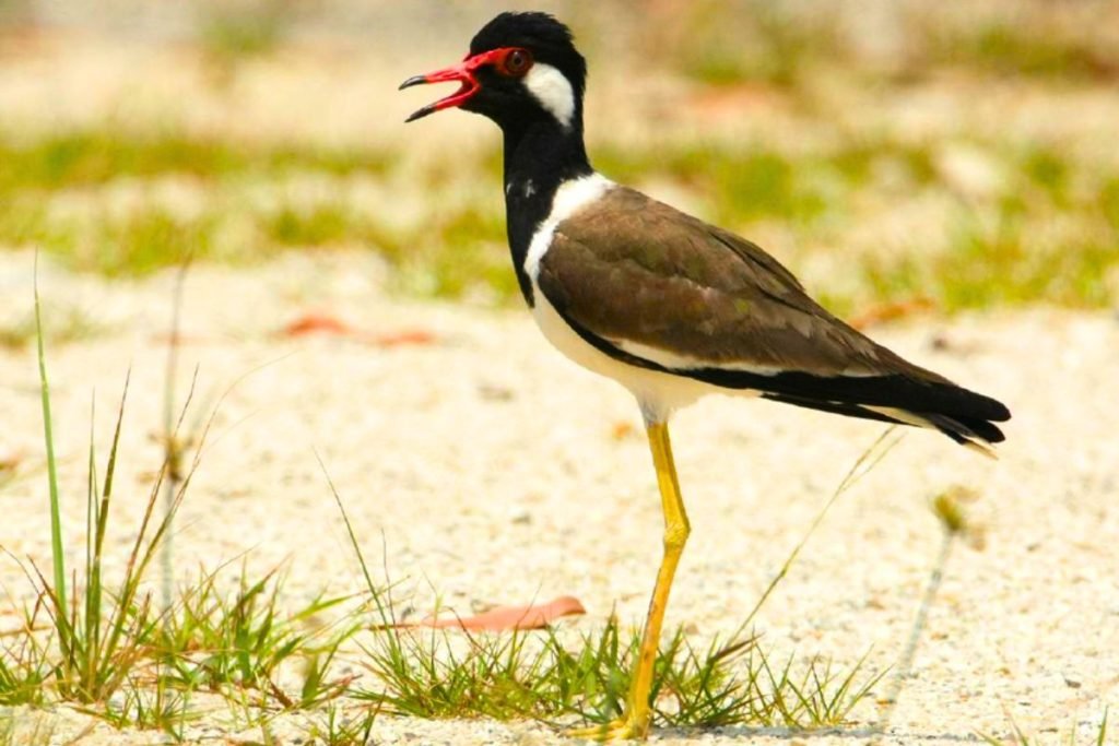 Red-wattled Lapwings