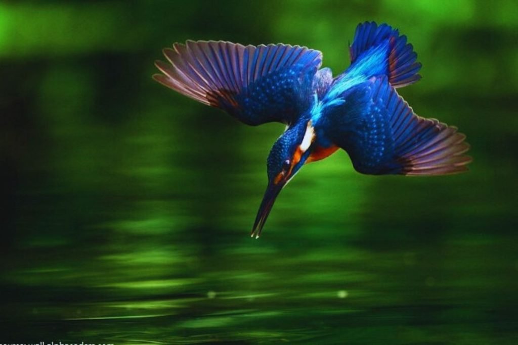 Common Kingfisher