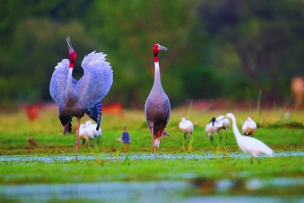 Sarus Cranes