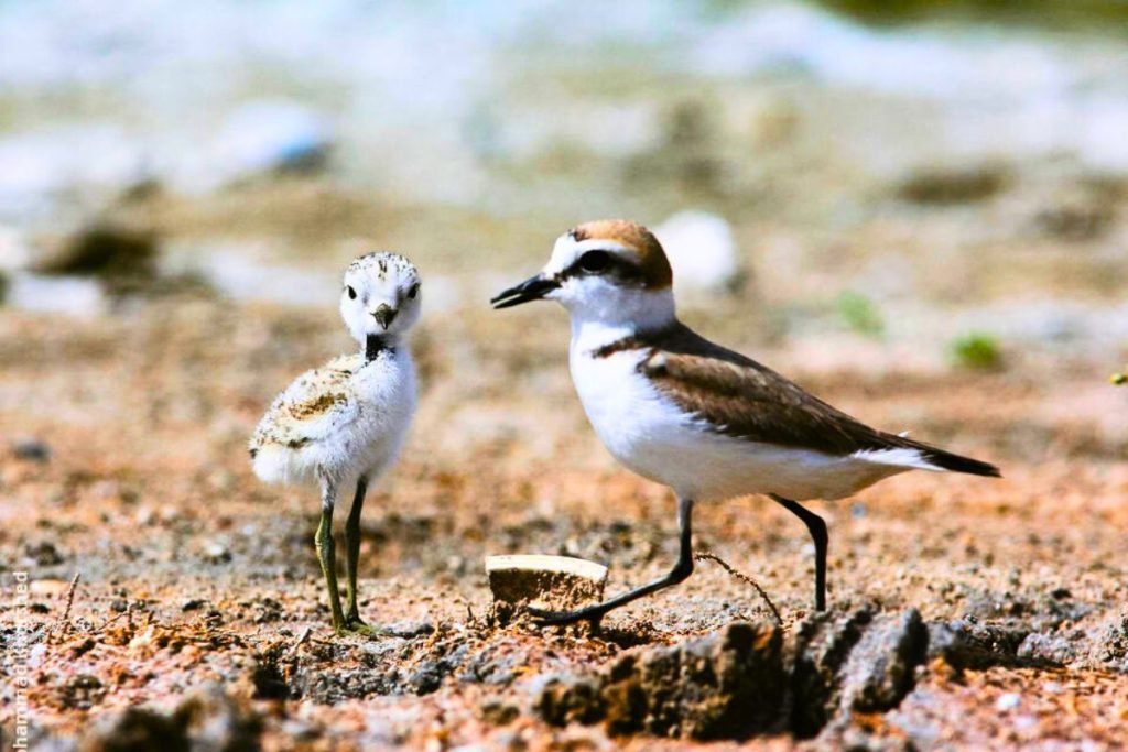 Kentish Plover in Rajaji National Park