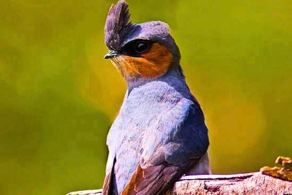 Crested Treeswift