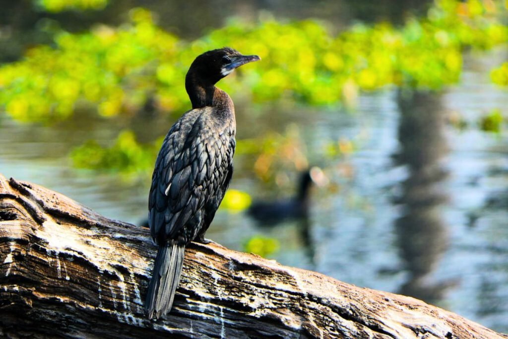 Little Cormorants in Rajaji National Park