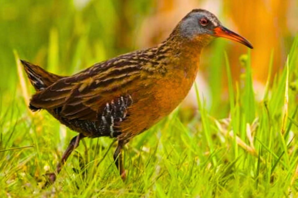 Rails, gallinules, and allies
