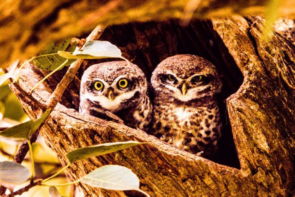 Spotted Owlet (Athene brama) in Rajaji National Park