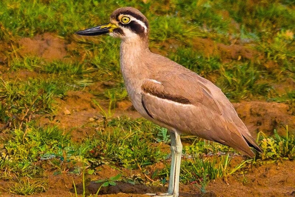 Great Thick-knee