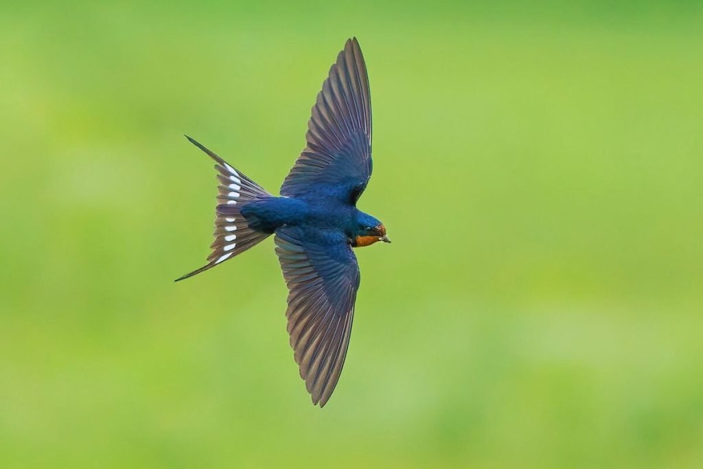 Barn Swallow