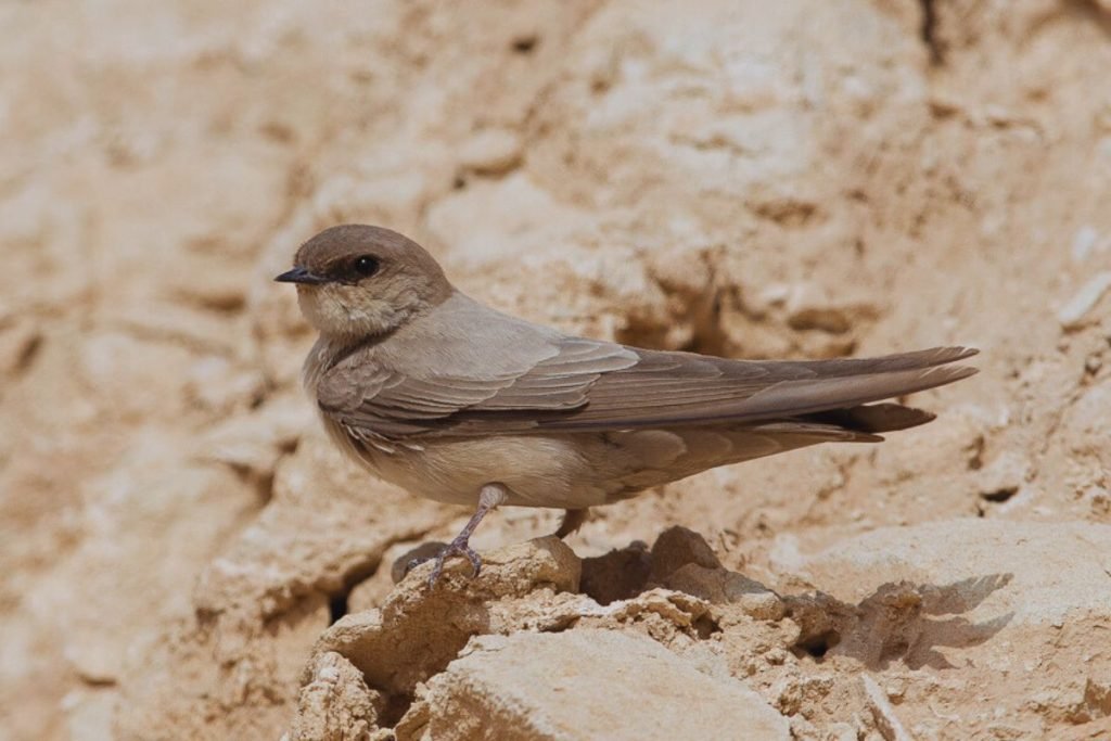 Pale Martin