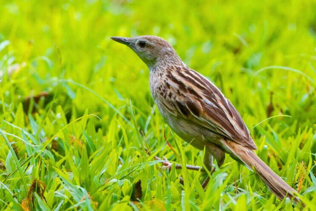 Striated Grassbird
