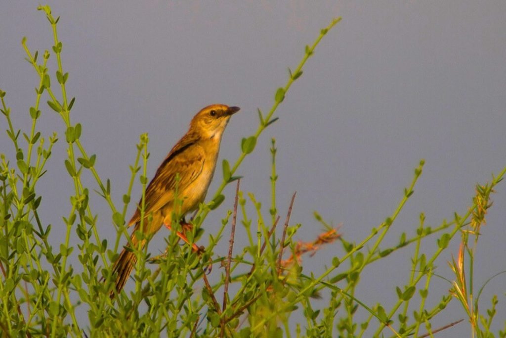 Bristled Grassbird