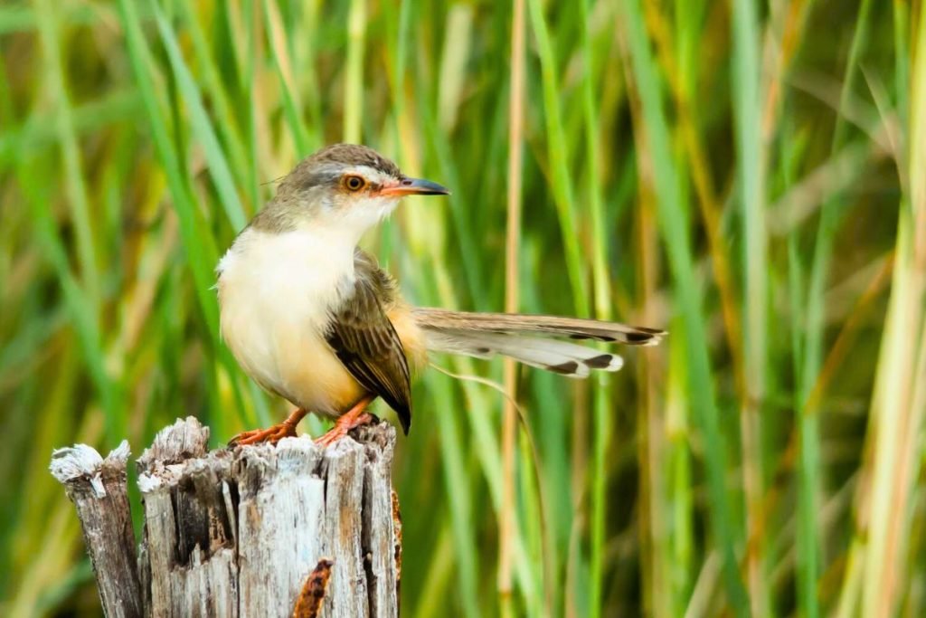 Plain Prinia

