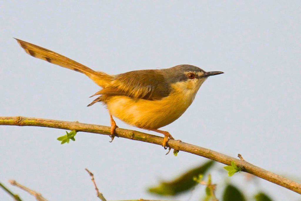 Ashy Prinia
