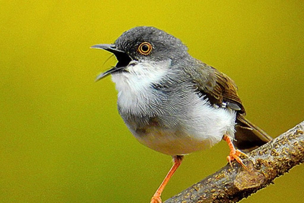 Grey-breasted Prinia