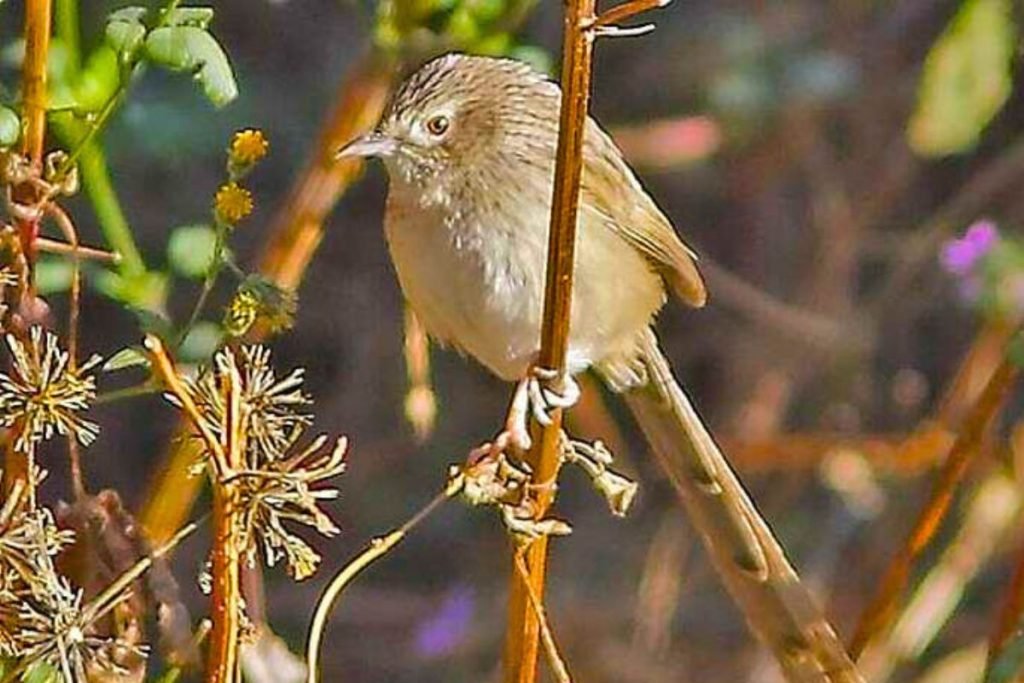 Himalayan Prinia