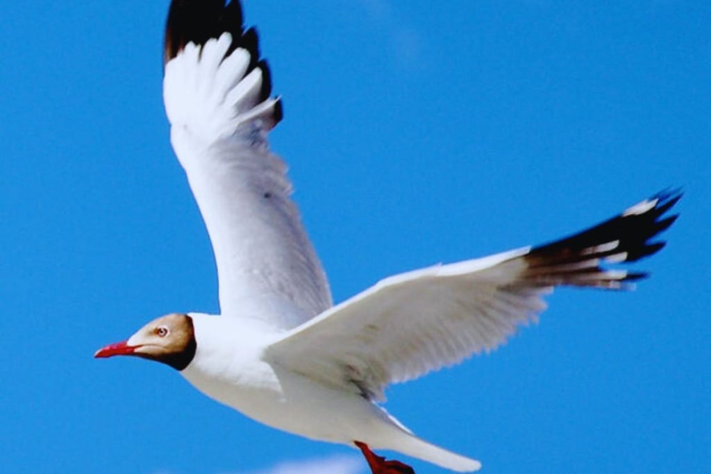 Brown-headed Gull