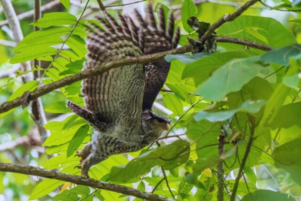 Spot-bellied eagle owl