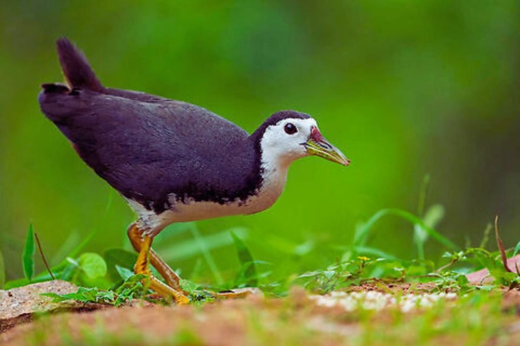White-breasted Waterhen