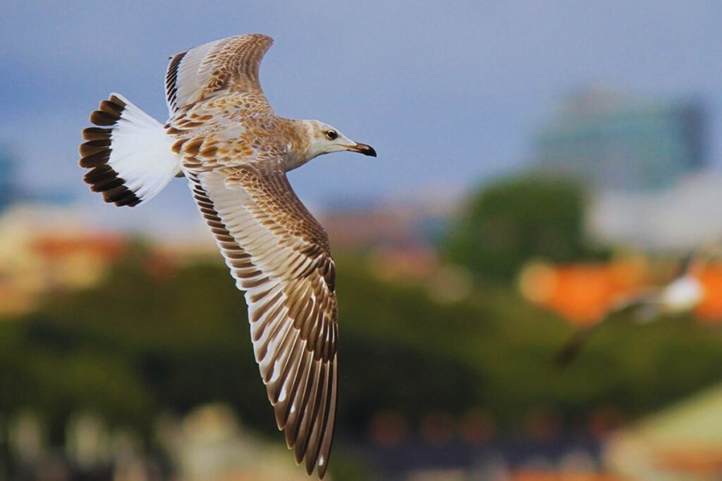 Pallas's Gull