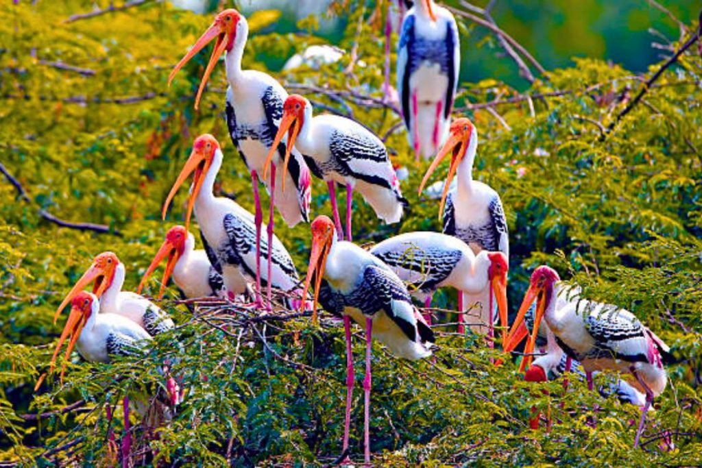 Painted Stork in Rajaji National Park