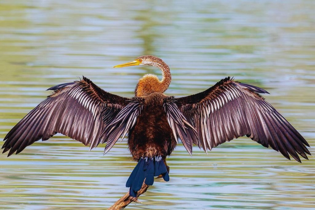 Oriental Darter
