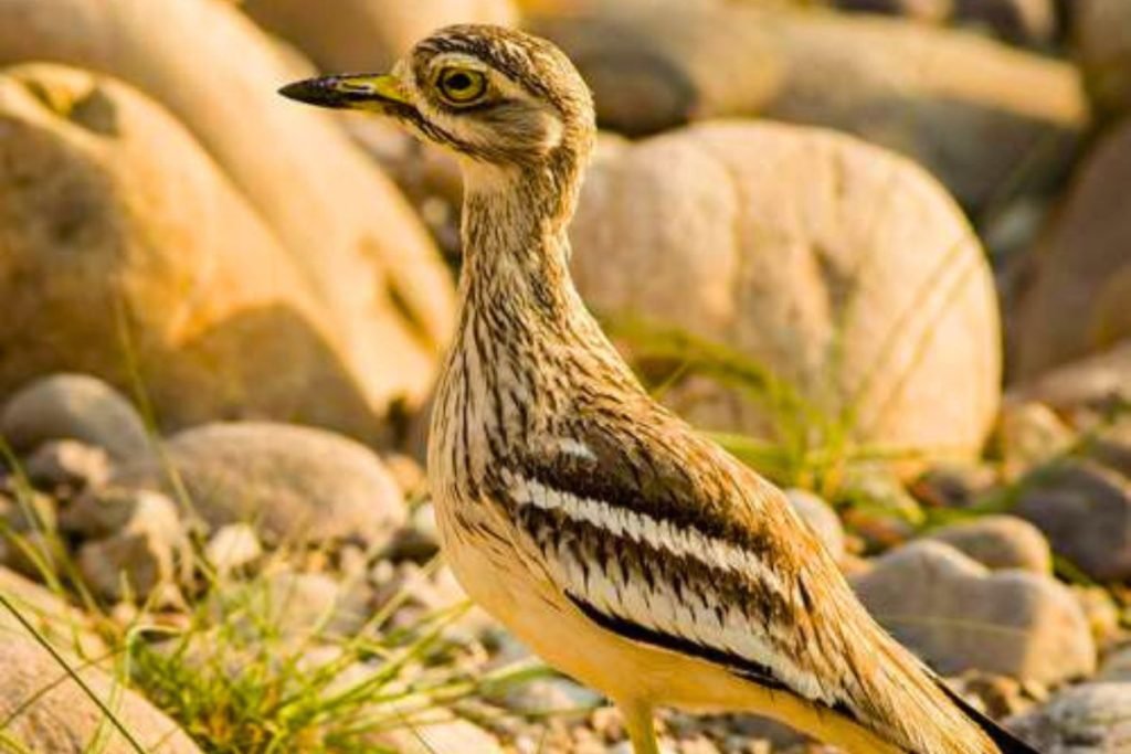Indian Thick-knee