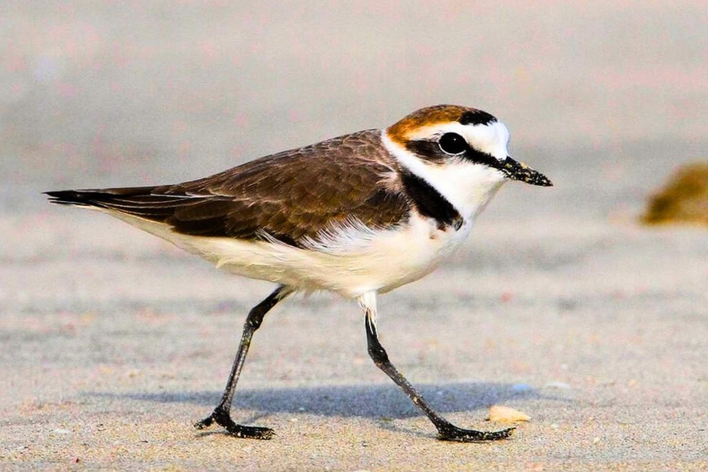 Kentish Plover in Rajaji National Park