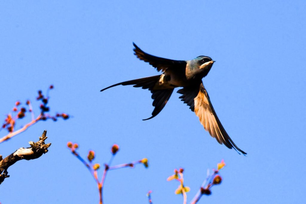 Crested Treeswift