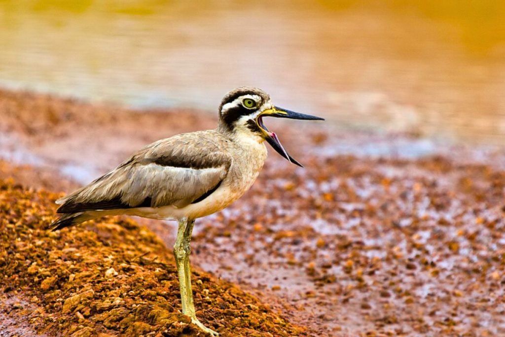 Great Thick-knee