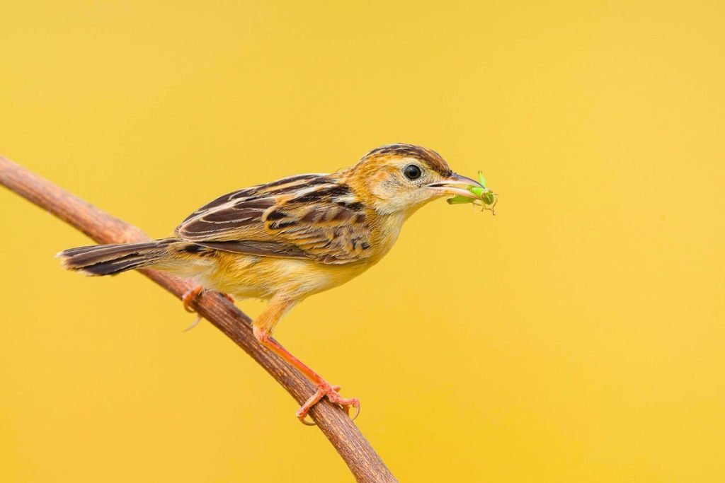 Zitting Cisticola