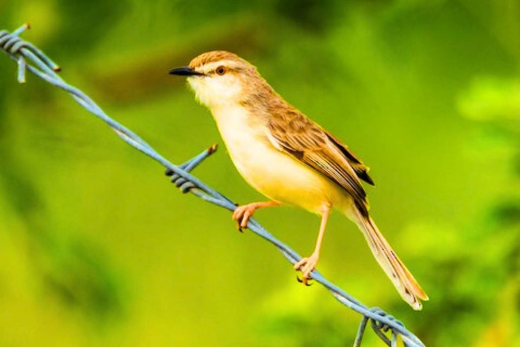Plain Prinia
