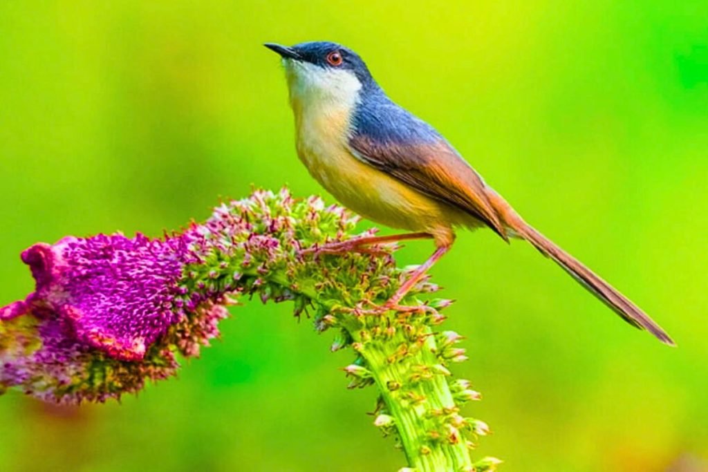 Ashy Prinia