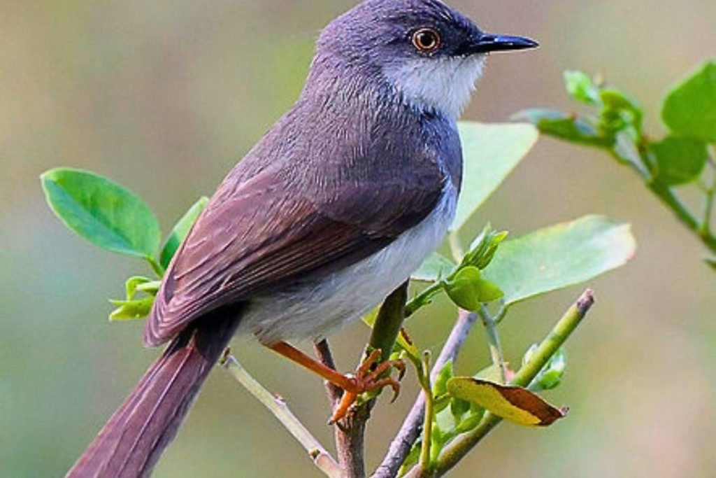 Grey-breasted Prinia