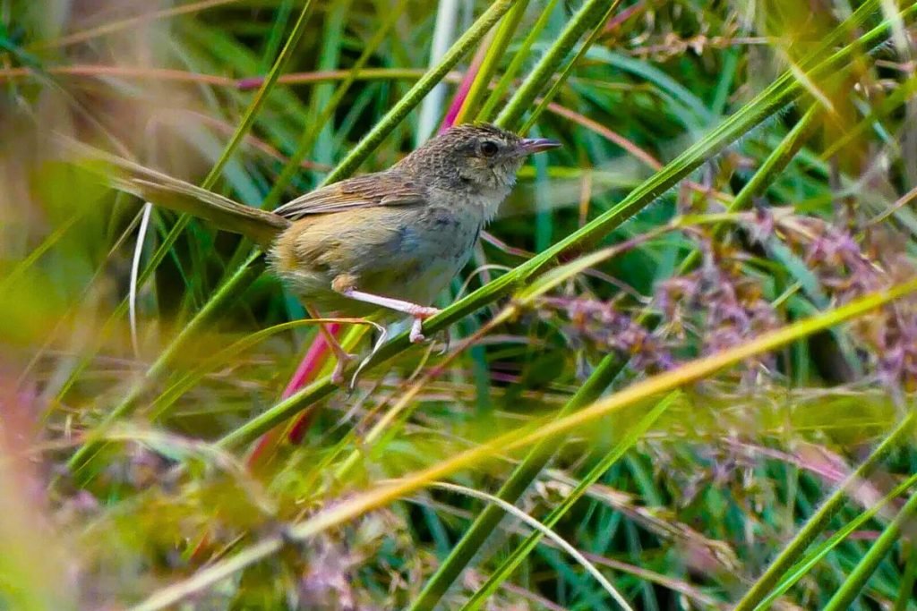 Himalayan Prinia