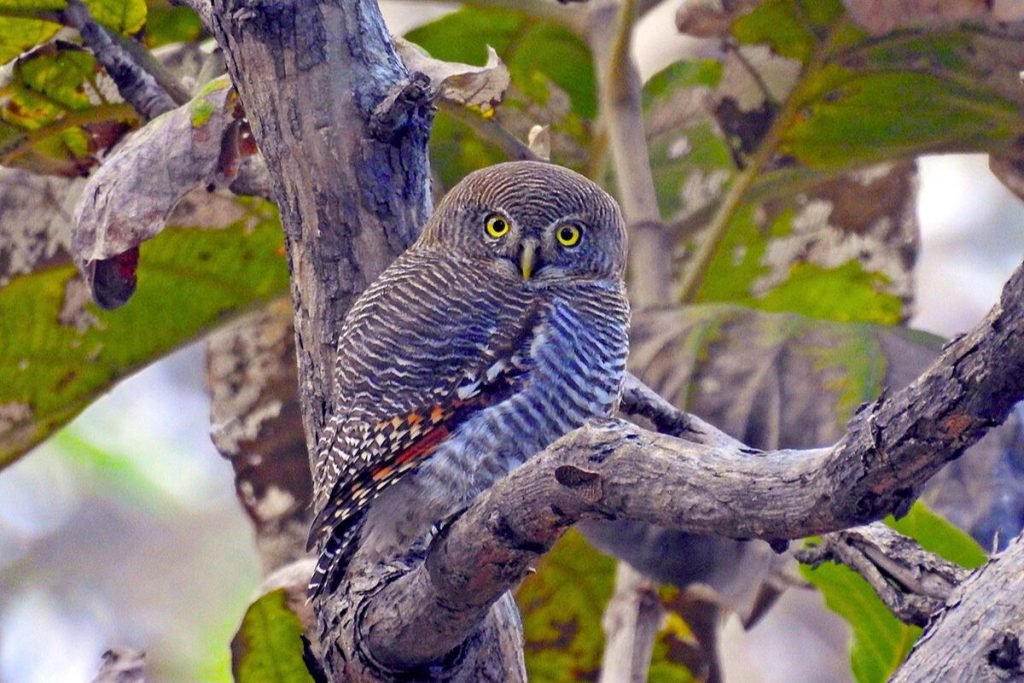 Jungle Owlet in Rajaji National Park